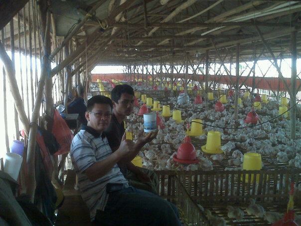 Kandang Ayam Broiler Dari Bambu - Tentang Kolam Kandang Ternak
